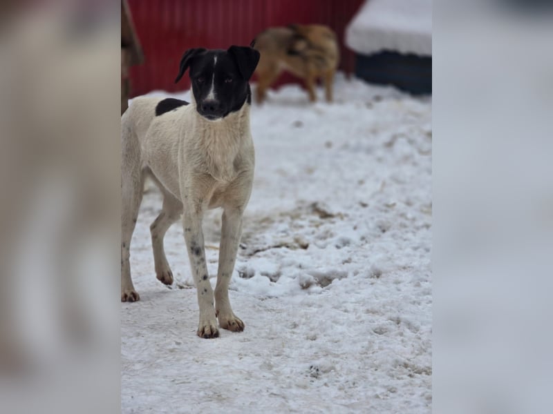 Zoe, 3 ¾ -jähriges Hundemädchen, SH ca. 50 -55 cm, schüchtern, sensibel, harmoniebedürftig