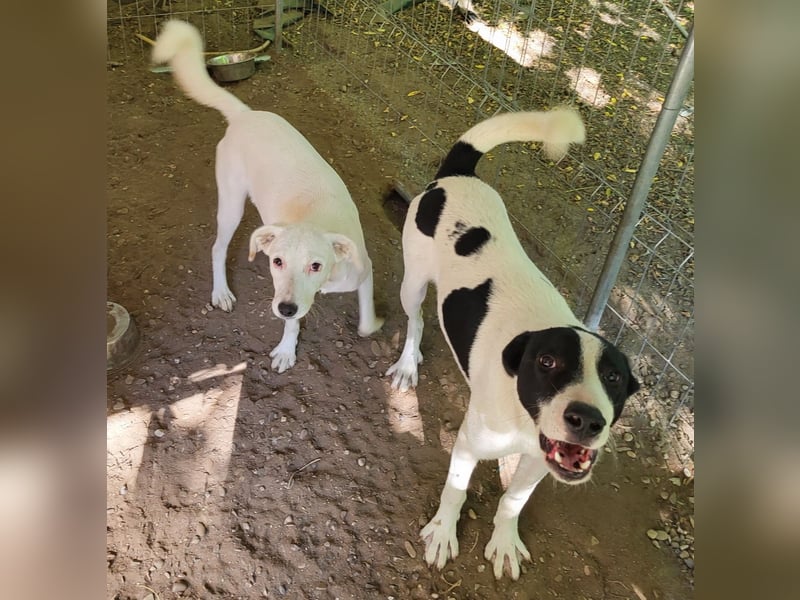 Ines, Hündin, *ca. 22.01.2025, ca. kniehoch, verschmust, feinfühlig, sozial, ausgeglichen