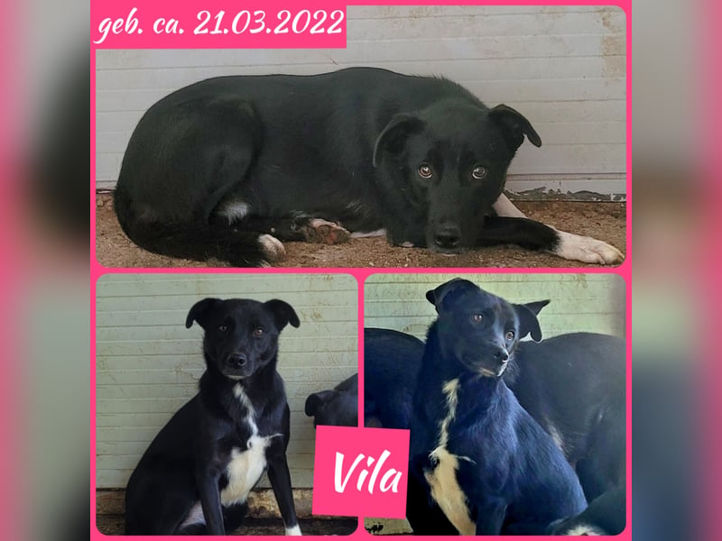 Vila, Hundemädchen, * ca. 21.03.2022, ca. kniehoch, neugierig, sozial, verspielt