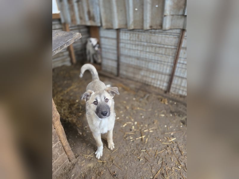Vicky, Hündin, * 01.08.2025, vermutlich kniehoch werdend, schüchtern, sanft, neugierig, verspielt, s