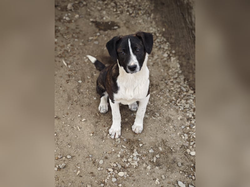 Hedda, Hündin, *ca. 02.10.2025, ca. kniehoch werdend, menschenbezogen, lieb, temperamentvoll, aufges