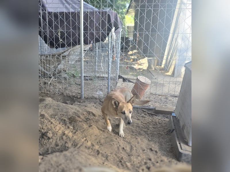 Maisie, Hündin, kleines Handicap, *ca. 12.10.2021, ca. kniehoch, sanft, sozial, vorsichtig