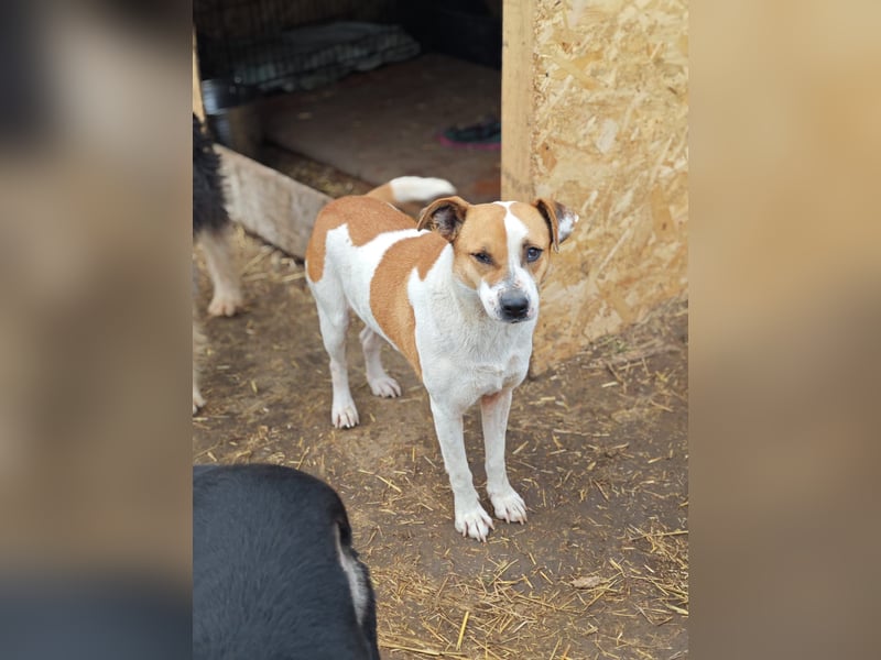 Nara, Hündin, *ca. Dezember 2019, ca. 50 cm, freundlich, ruhig, sozial, verschmust