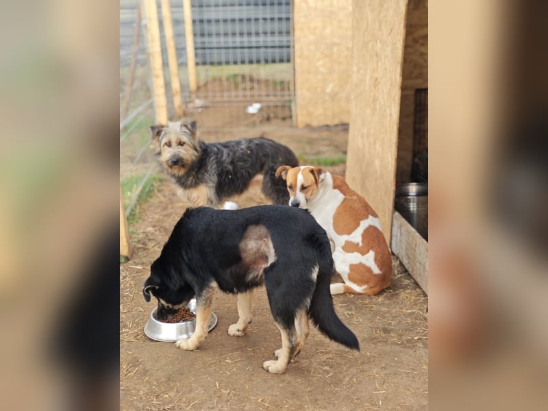 Nara, Hündin, *ca. Dezember 2019, ca. 50 cm, freundlich, ruhig, sozial, verschmust