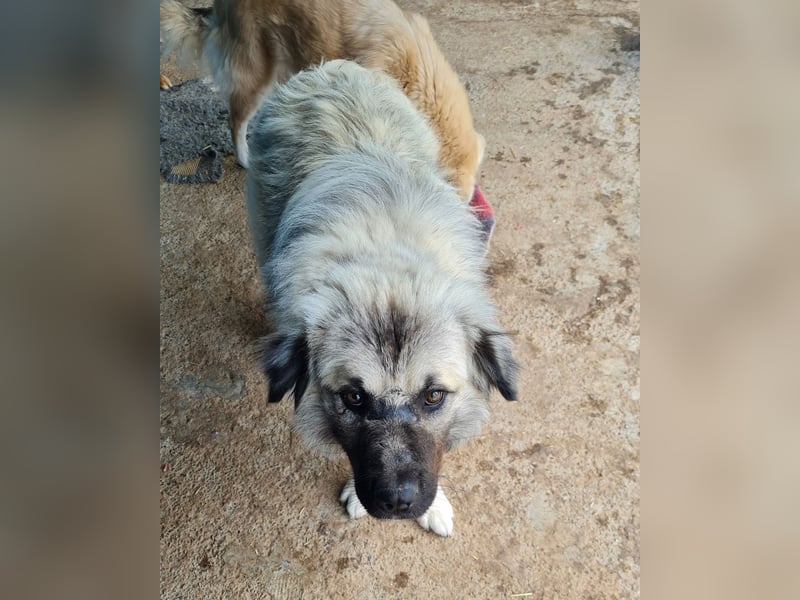 Cajun, 2-jähriger Bub, etwas über kniehoch, Fröhlich, freundlich, sozial, aktiv