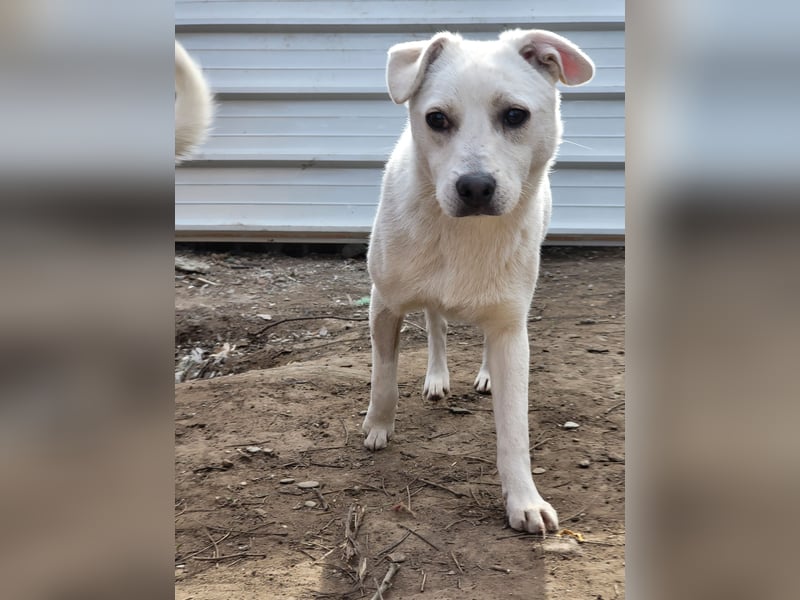 Alana, ca.2 ½ jähriges Hundemädchen, mittelgroß, freundlich, neugierig, verspielt