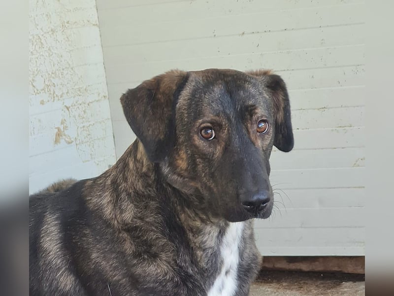 Kiri , 2 ½-jährige Hündin,  mittelgroß, ängstlich, zurückhaltend, ruhig, sozial