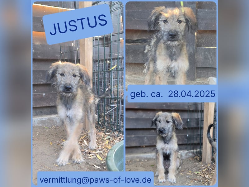 Justus, Rüde, *ca. 28.04.2025, ca. kniehoch, vorsichtig, zurückhaltend, liebevoll