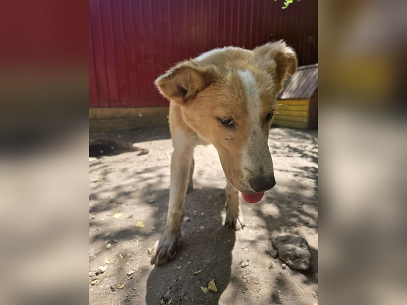 Wasco, 1 , 1/3  jähriger Bub, SH mittelgroß, neugierig, verspielt, aufgeschlossen, sozial)