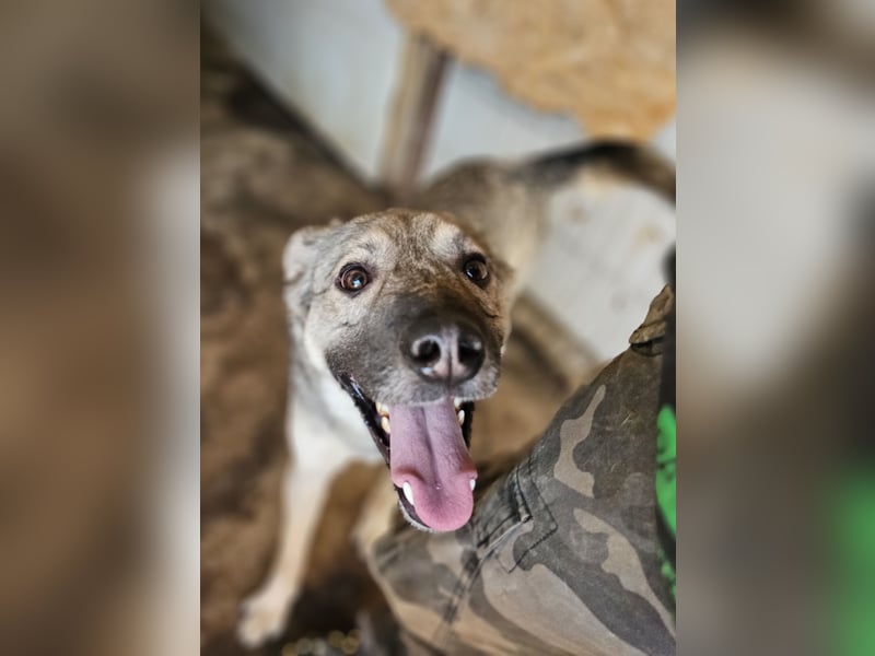 Claudius, fast 3 jähriger Junge,, SH ca. kniehoch, sozial, freundlich, verschmust