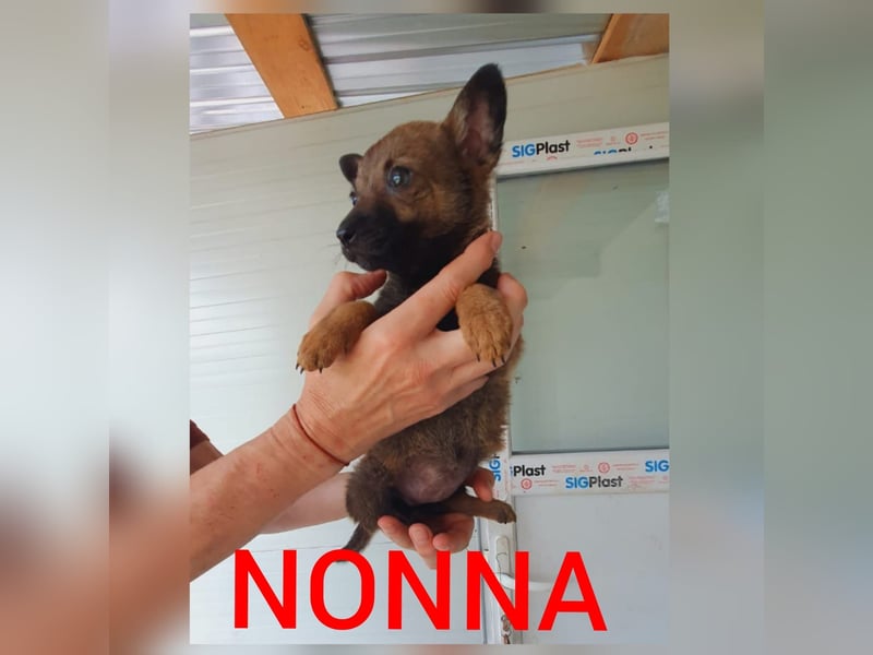 Nonna, bald 4-jährige Hundedame, Größe : mittel(?) freundlich, ruhig , vorsichtig)
