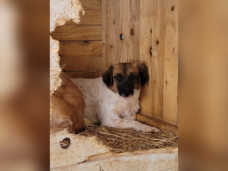 Claire, Hündin, *ca. 10.09.2023, klein bis kniehoch, neugierig, sanft, unsicher