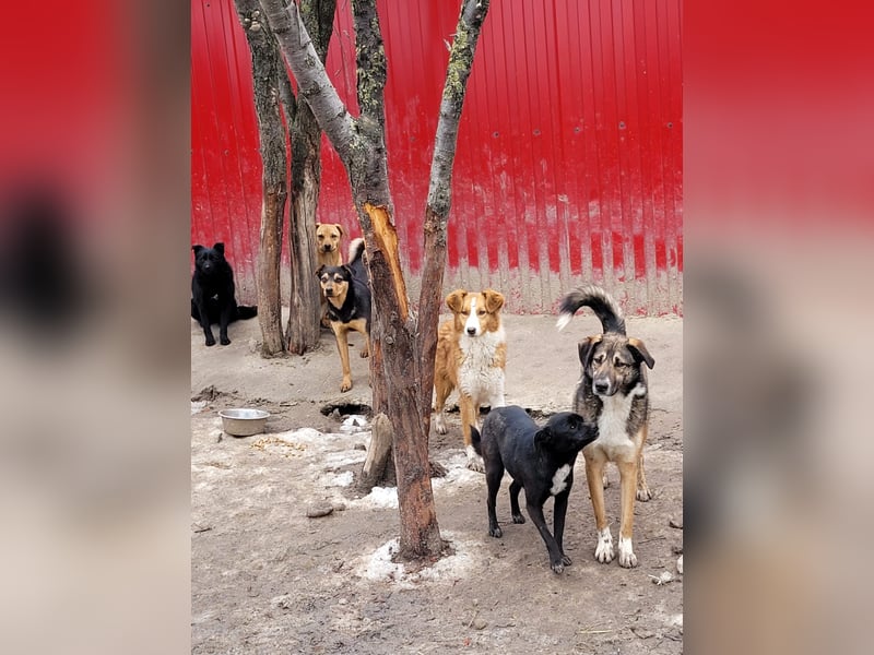 Wika, Hündin, *ca. 29.10.2024, SH klein bis kniehoch, freundlich, sozial, zurückhaltend