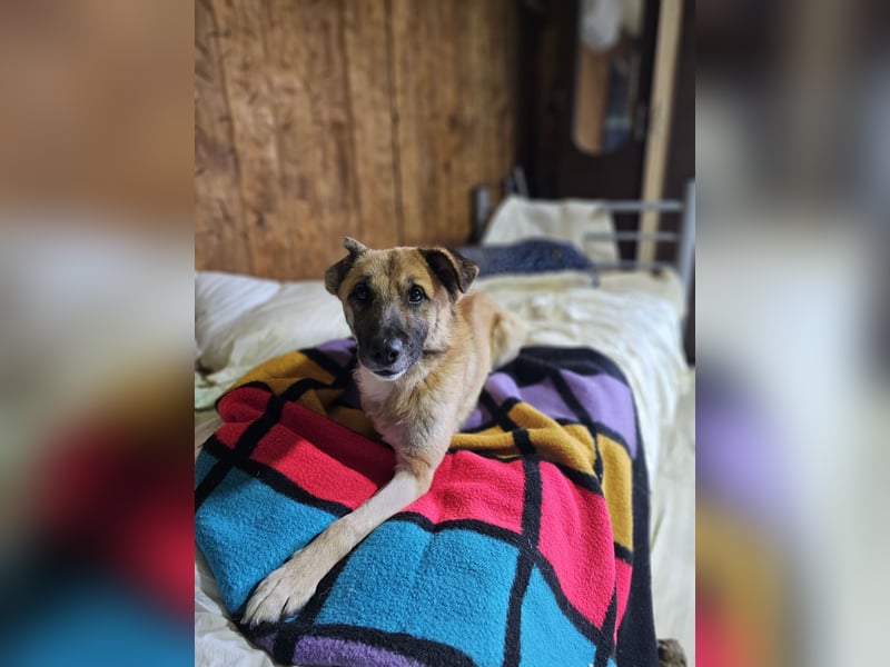 Jazz, Rüde, kastriert, * ca. 15.12.2022, SH ca. Kniehoch, ca. 14 kg, fröhlich, sozial, Menschen bezo