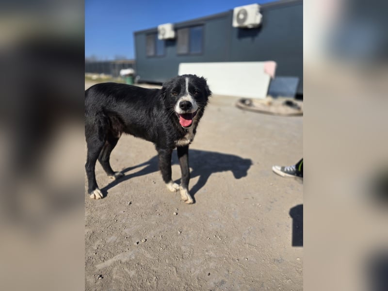 Wolfi, Rüde, *ca. 10.11.2023, ca. kniehoch, menschenbezogen, sozial, freundlich