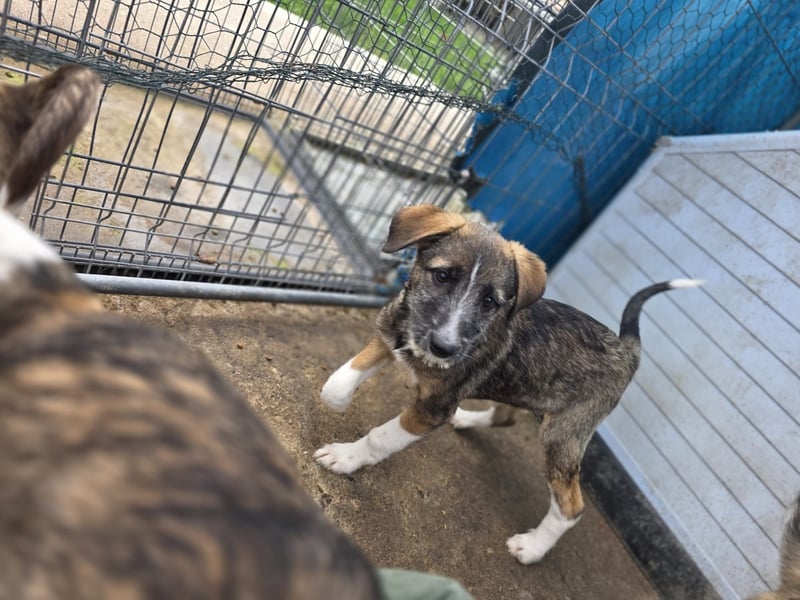 Gerd, Rüde, *ca. 04.07.2025, ca. kniehoch bis mittelgroß, sanft, zurückhaltend aber neugierig, freun