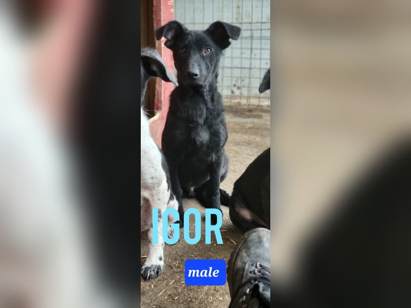 Igor , 2Jahre 8 Monate alter Bub, SH ca. 45-50 cm, freundlich, neugierig, lernfreudig, sozial