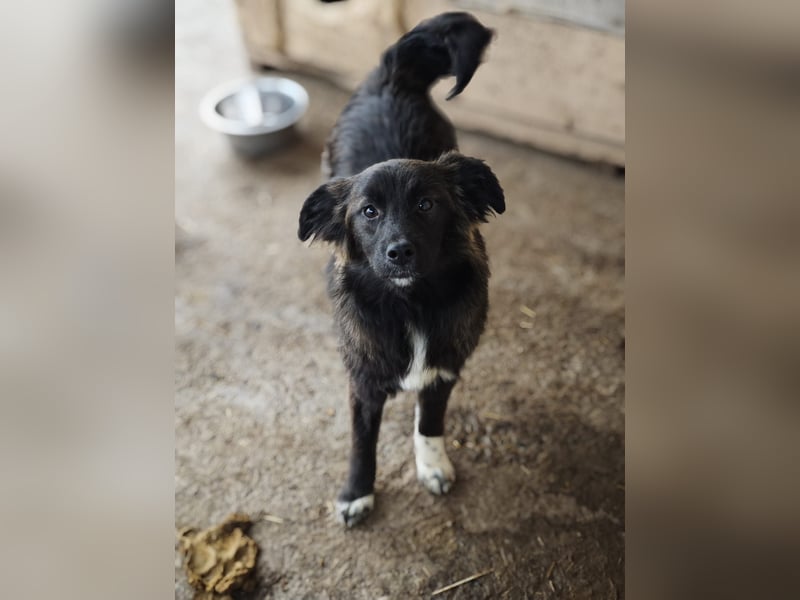 Clarissa, Hündin, *ca. 28.09.2025, ca. kniehoch werdend, freundlich, liebt Streicheleinheiten, versp