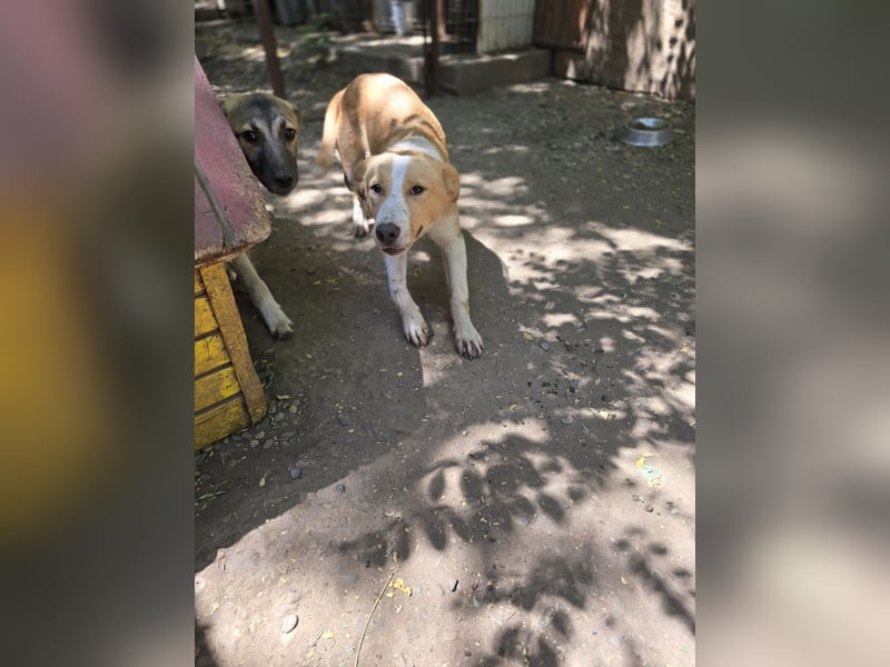 Wasco, 1 , 1/3  jähriger Bub, SH mittelgroß, neugierig, verspielt, aufgeschlossen, sozial)