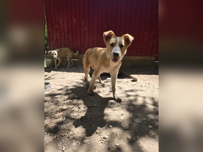 Wasco, 1 , 1/3  jähriger Bub, SH mittelgroß, neugierig, verspielt, aufgeschlossen, sozial)