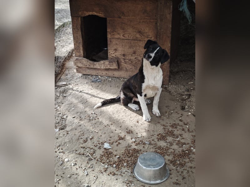 Hedda, Hündin, *ca. 02.10.2025, ca. kniehoch werdend, menschenbezogen, lieb, temperamentvoll, aufges