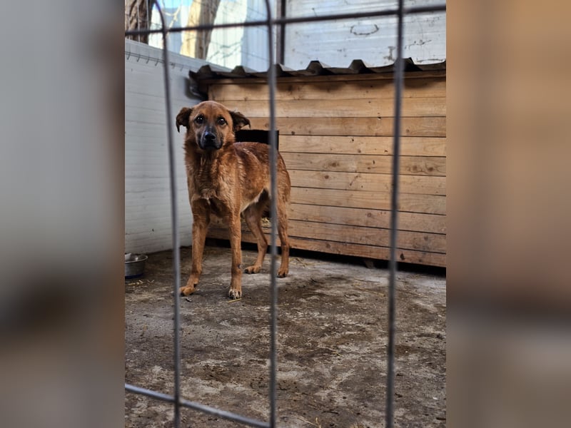 Friedrich, Rüde, *ca.03.01.2019, SH ca. kniehoch, zurückhaltend, vorsichtig, lieb