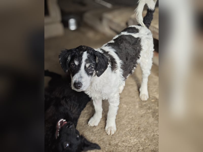 Pongo, Rüde, *ca. 27.09.2025, vermutlich kniehoch werdend, verspielt, lebensfroh, neugierig, verschm