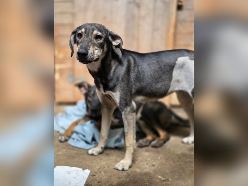 Getana, Hündin, *ca. 24.01.2025, ca. kniehoch, aufgeschlossen, liebenswürdig, verschmust, neugierig