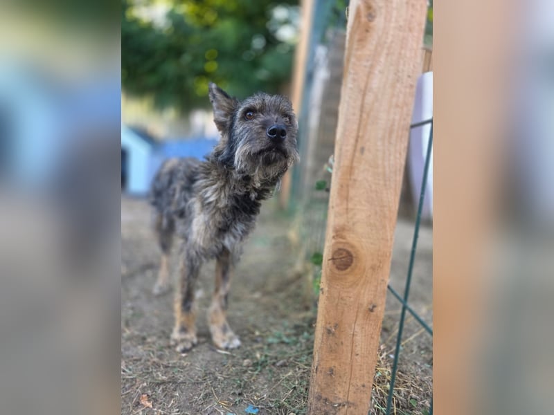 Gulliver, Rüde, *ca. 15.01.2022, ca. kniehoch, freundlich, aktiv, lernwillig (manchmal), eifersüchti