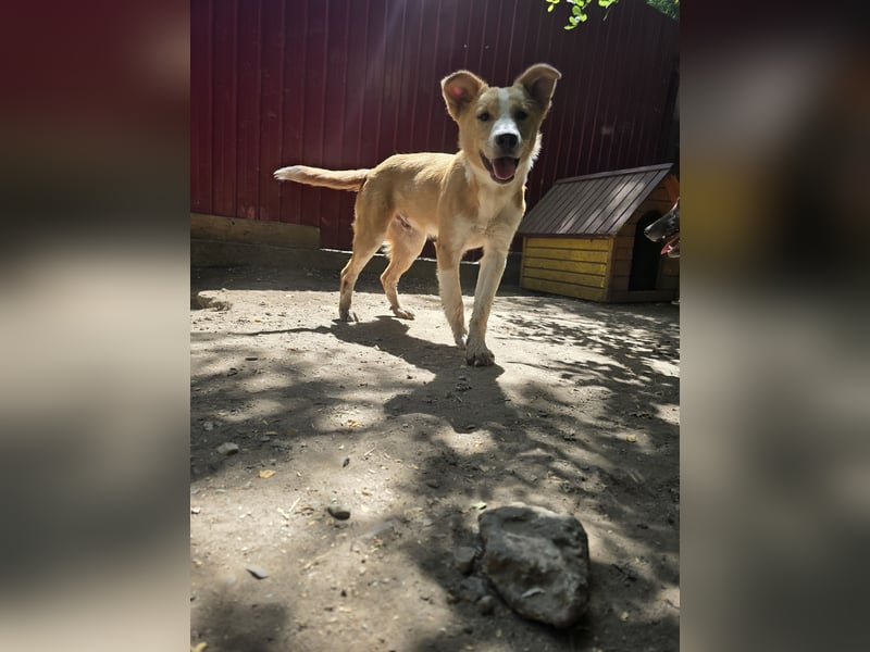 Wasco, 1 , 1/3  jähriger Bub, SH mittelgroß, neugierig, verspielt, aufgeschlossen, sozial)