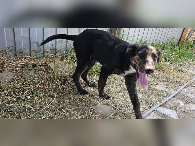 Isabeau, Hündin, *ca. 20.02.2025, ca. kniehoch, lebenslustig, fröhlich, kuschelt gerne, verspielt