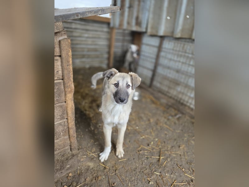 Vicky, Hündin, * 01.08.2025, vermutlich kniehoch werdend, schüchtern, sanft, neugierig, verspielt, s