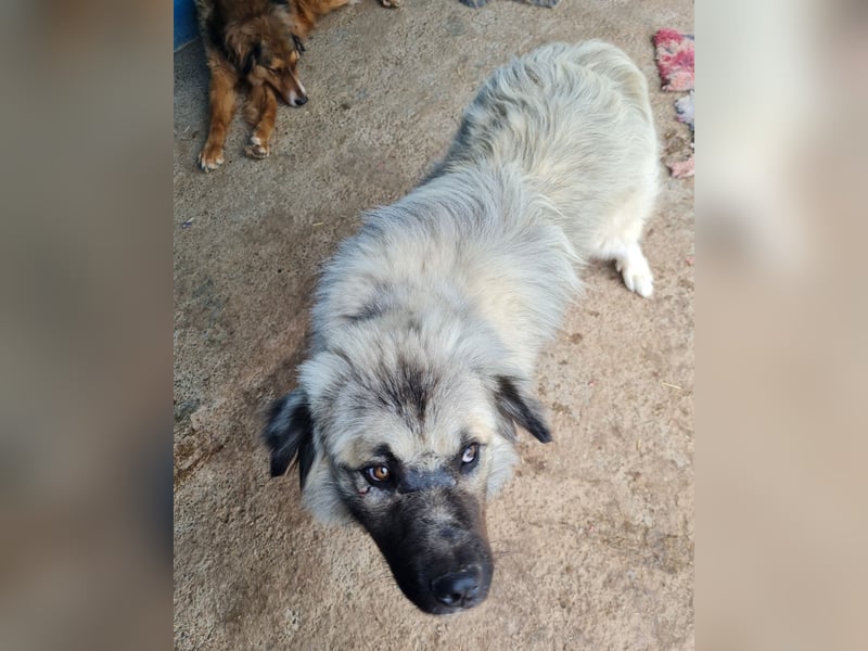 Cajun, 2-jähriger Bub, etwas über kniehoch, Fröhlich, freundlich, sozial, aktiv