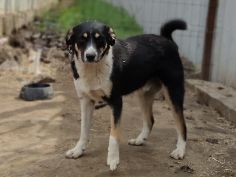 Mailo, 4-jähriger Bub, SH ca. 50 cm, freundlich, aufgeschlossen, neugierig, sozial