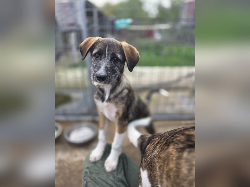 Gerd, Rüde, *ca. 04.07.2025, ca. kniehoch bis mittelgroß, sanft, zurückhaltend aber neugierig, freun