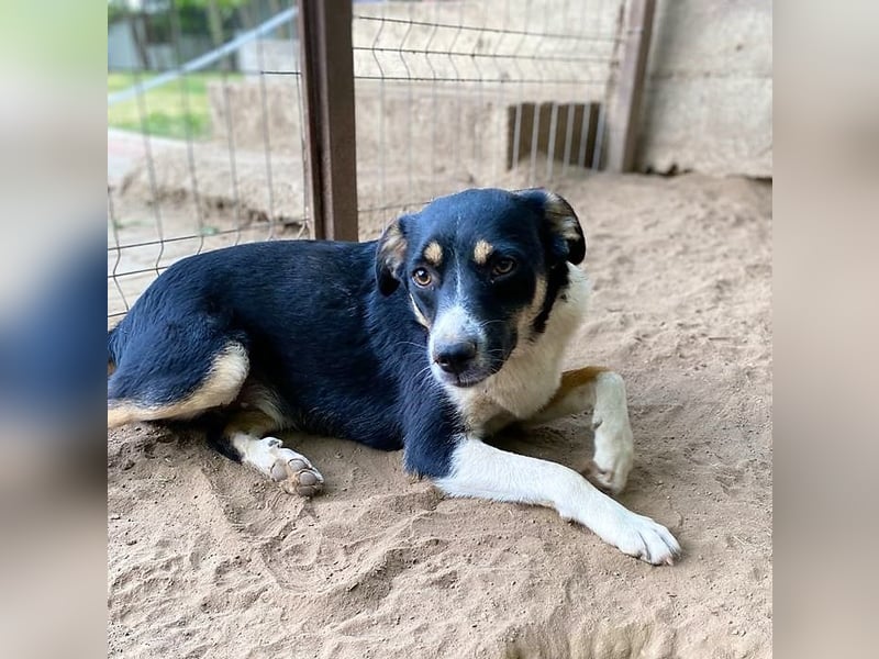 Mailo, 4-jähriger Bub, SH ca. 50 cm, freundlich, aufgeschlossen, neugierig, sozial