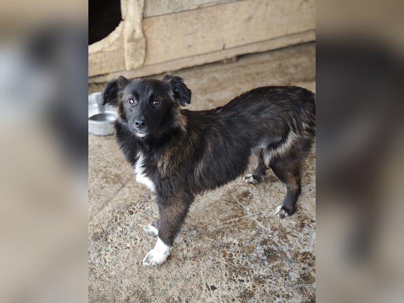 Clarissa, Hündin, *ca. 28.09.2025, ca. kniehoch werdend, freundlich, liebt Streicheleinheiten, versp