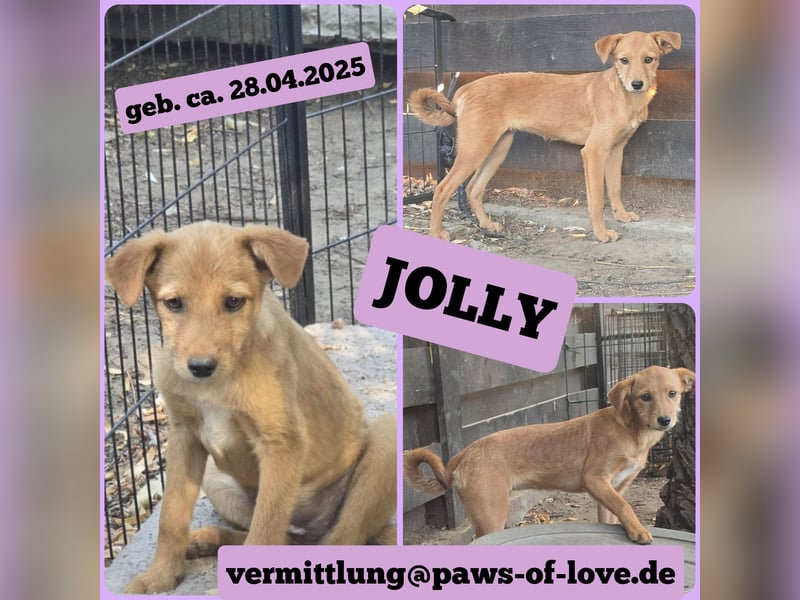 Jolly, Hündin, *ca. 28.04.2025, ca. kniehoch, zurückhaltend, liebevoll, unterwürfig