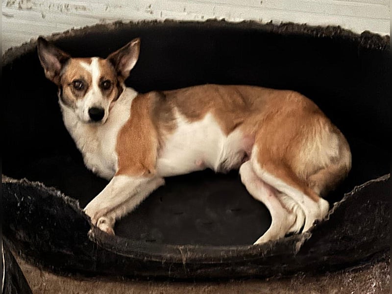 Kimmy, Hündin, *ca. 16.05.2020, SH ca. mittelgroß, ängstlich, lieb, sozial