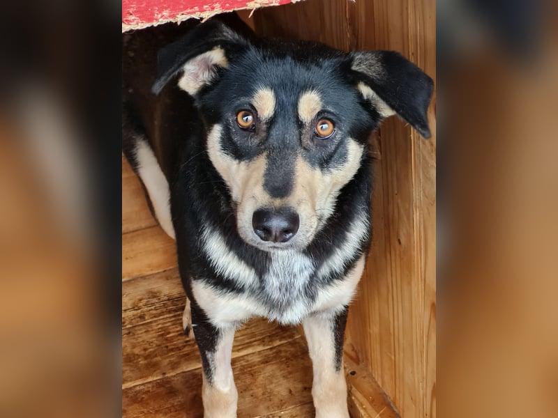 Ludwig, 3 ¼ jähriger Rüde, SH ca. mittel, kastriert, schüchtern, sozial, neugierig