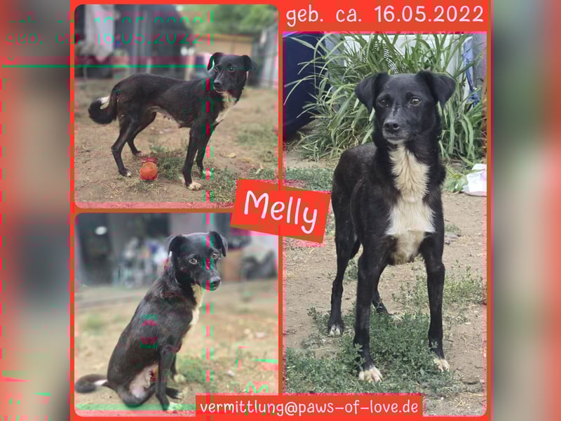 Melly, Hündin, *16.05.2022, SH ca. 40 cm, zurückhaltend, vorsichtig