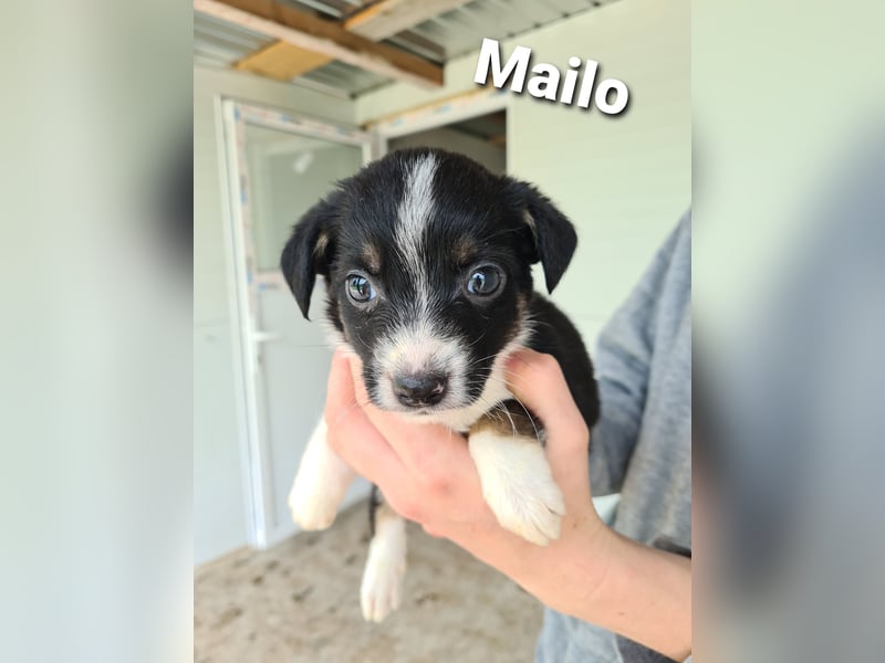 Mailo, 4-jähriger Bub, SH ca. 50 cm, freundlich, aufgeschlossen, neugierig, sozial