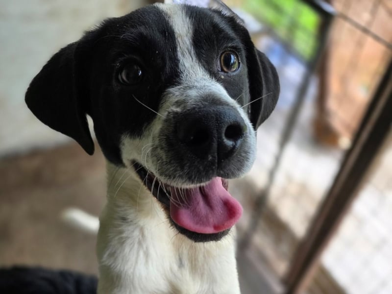 Flavi, Rüde, *geb. ca. 30.11.2024, ca. kniehoch, liebevoll, sozial, freundlich