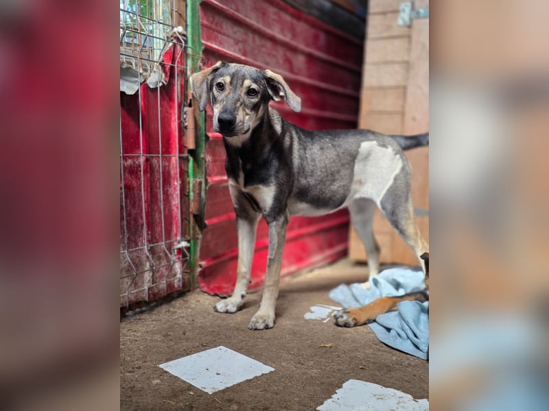 Getana, Hündin, *ca. 24.01.2025, ca. kniehoch, aufgeschlossen, liebenswürdig, verschmust, neugierig