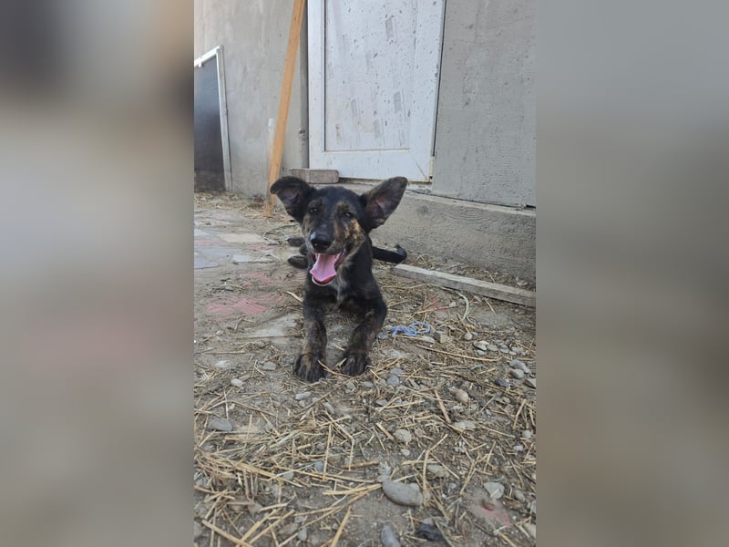 Isabeau, Hündin, *ca. 20.02.2025, ca. kniehoch, lebenslustig, fröhlich, kuschelt gerne, verspielt