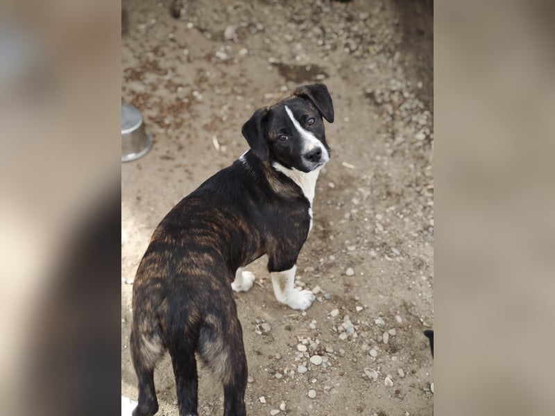 Hedda, Hündin, *ca. 02.10.2025, ca. kniehoch werdend, menschenbezogen, lieb, temperamentvoll, aufges