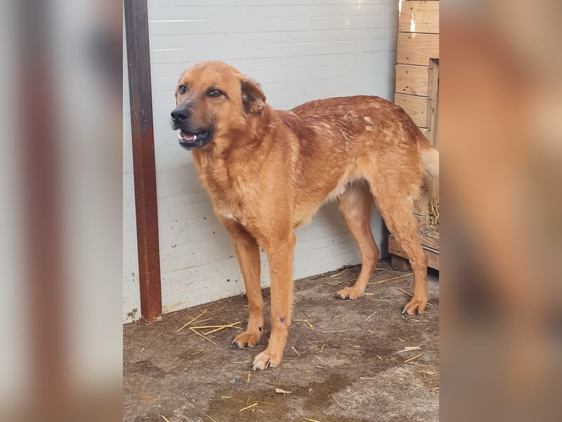 Friedrich, Rüde, *ca.03.01.2019, SH ca. kniehoch, zurückhaltend, vorsichtig, lieb