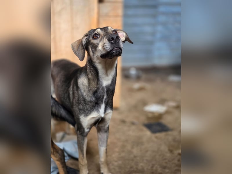 Getana, Hündin, *ca. 24.01.2025, ca. kniehoch, aufgeschlossen, liebenswürdig, verschmust, neugierig