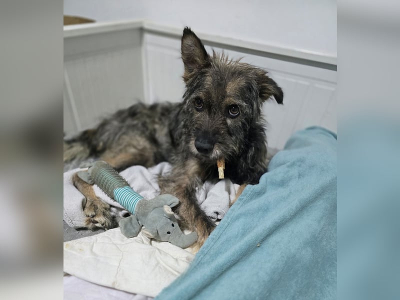 Gulliver, Rüde, *ca. 15.01.2022, ca. kniehoch, freundlich, aktiv, lernwillig (manchmal), eifersüchti