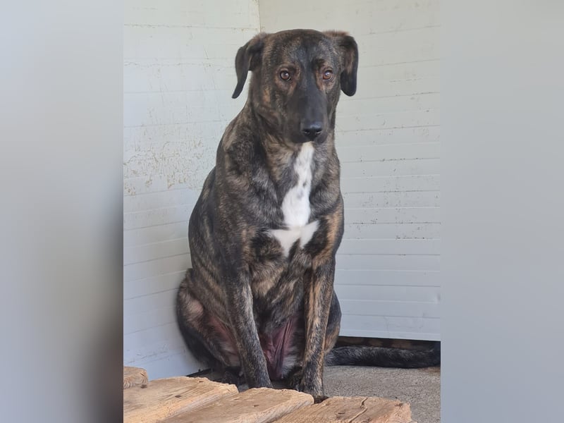 Kiri , 2 ½-jährige Hündin,  mittelgroß, ängstlich, zurückhaltend, ruhig, sozial